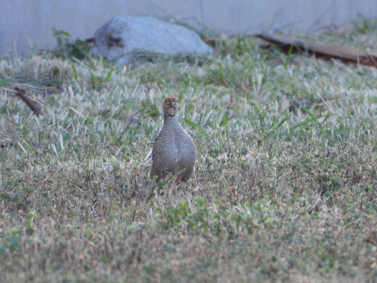 Gray Francolin - ML616634554