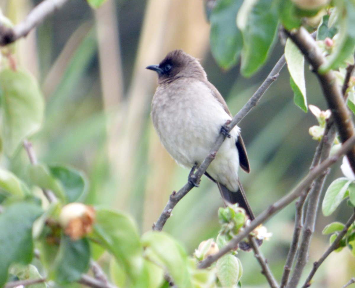 Bulbul des jardins - ML616634562