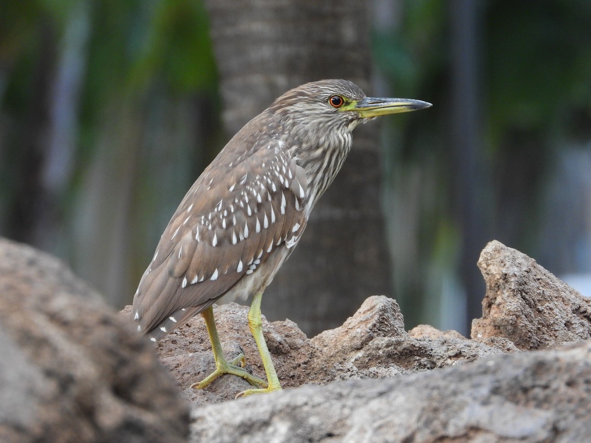 Black-crowned Night Heron - Evan Walters