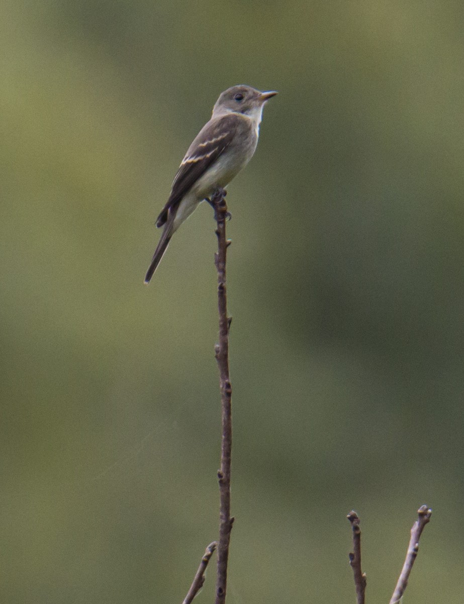 Willow Flycatcher - ML616634592