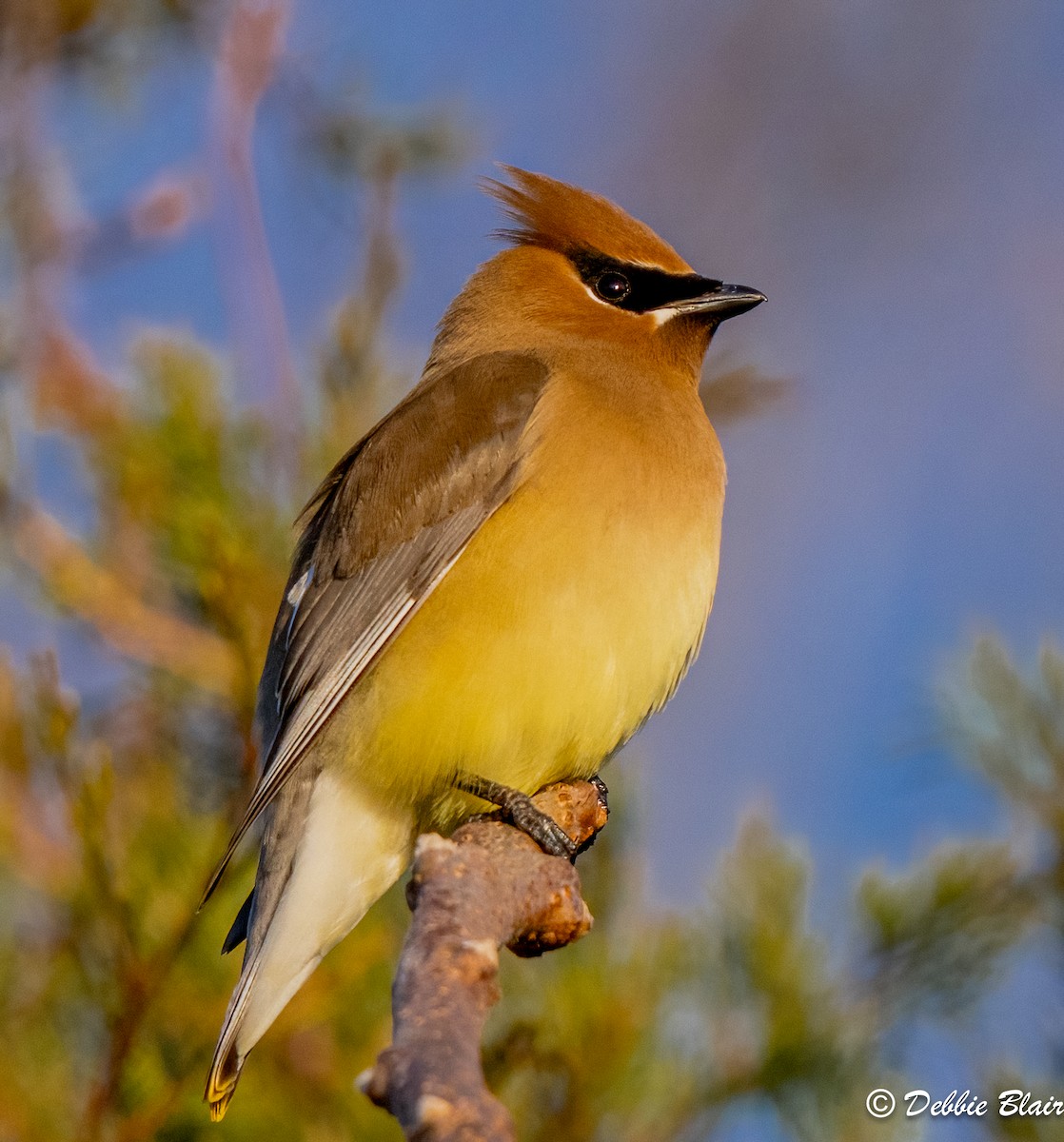 Cedar Waxwing - Debbie Blair