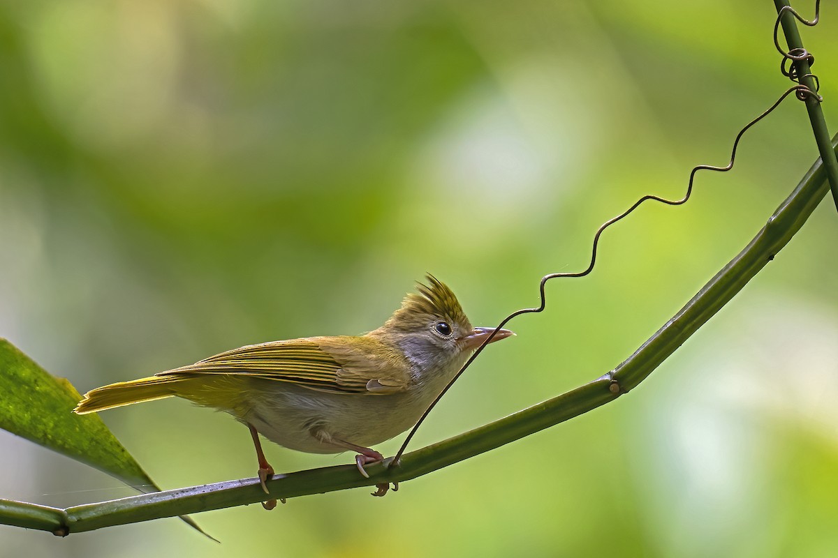 White-bellied Erpornis - ML616634608