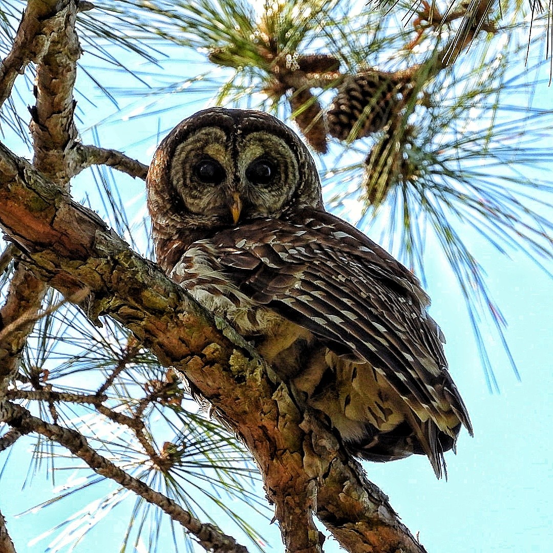 Barred Owl - Caleb Persia