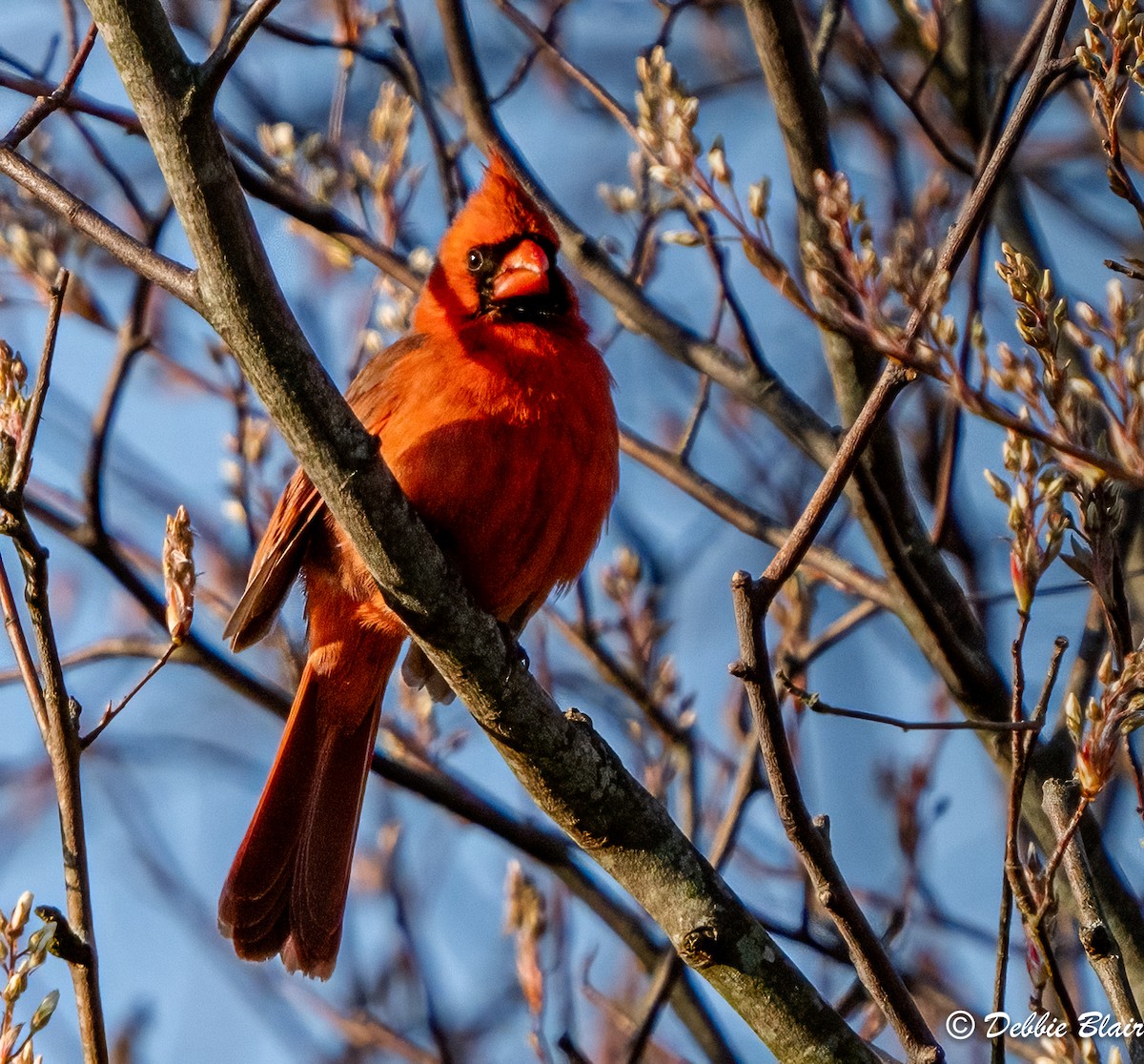 Cardinal rouge - ML616634624