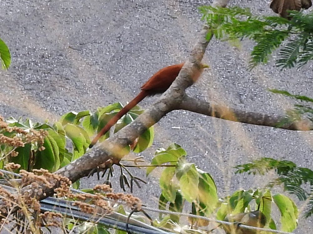 Squirrel Cuckoo - ML616634642