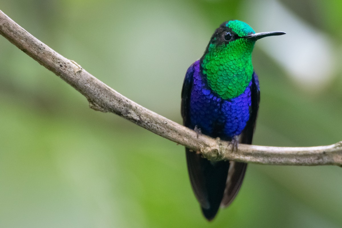 kolibřík vidloocasý - ML616634643
