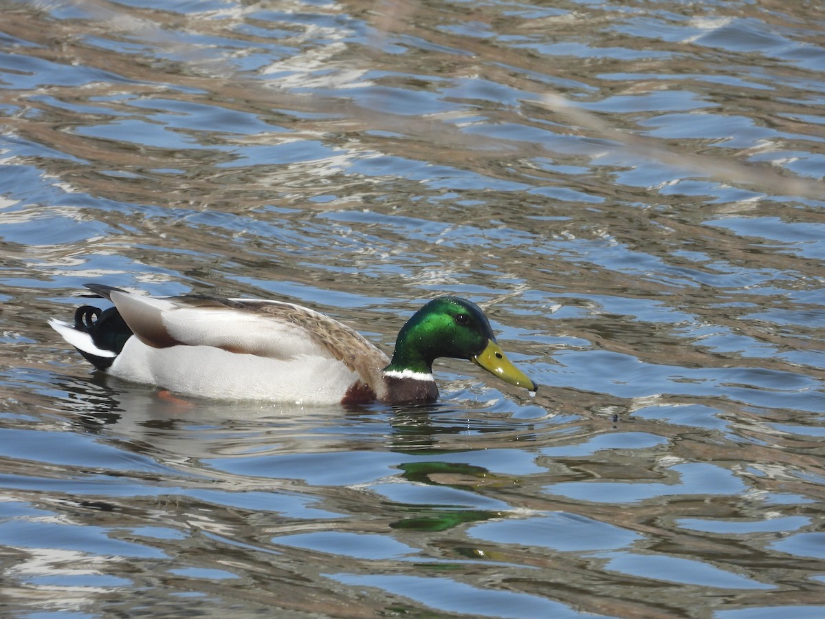 Canard colvert - ML616634649