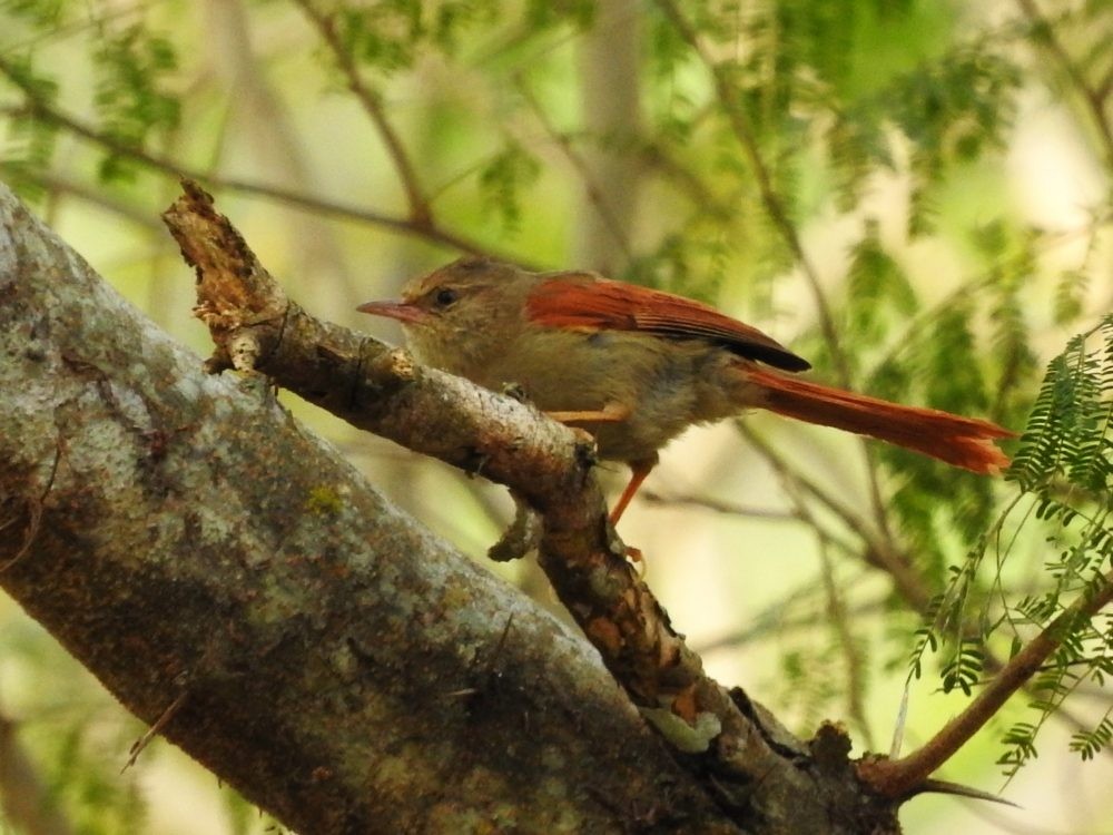 Crested Spinetail - Fernando Nunes