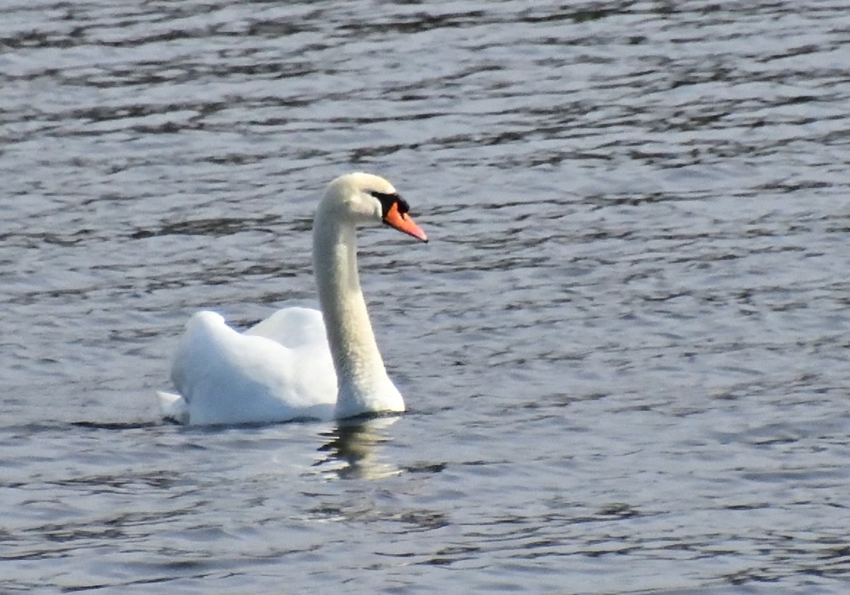 Mute Swan - ML616634671