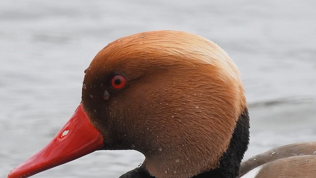 Red-crested Pochard - ML616634680