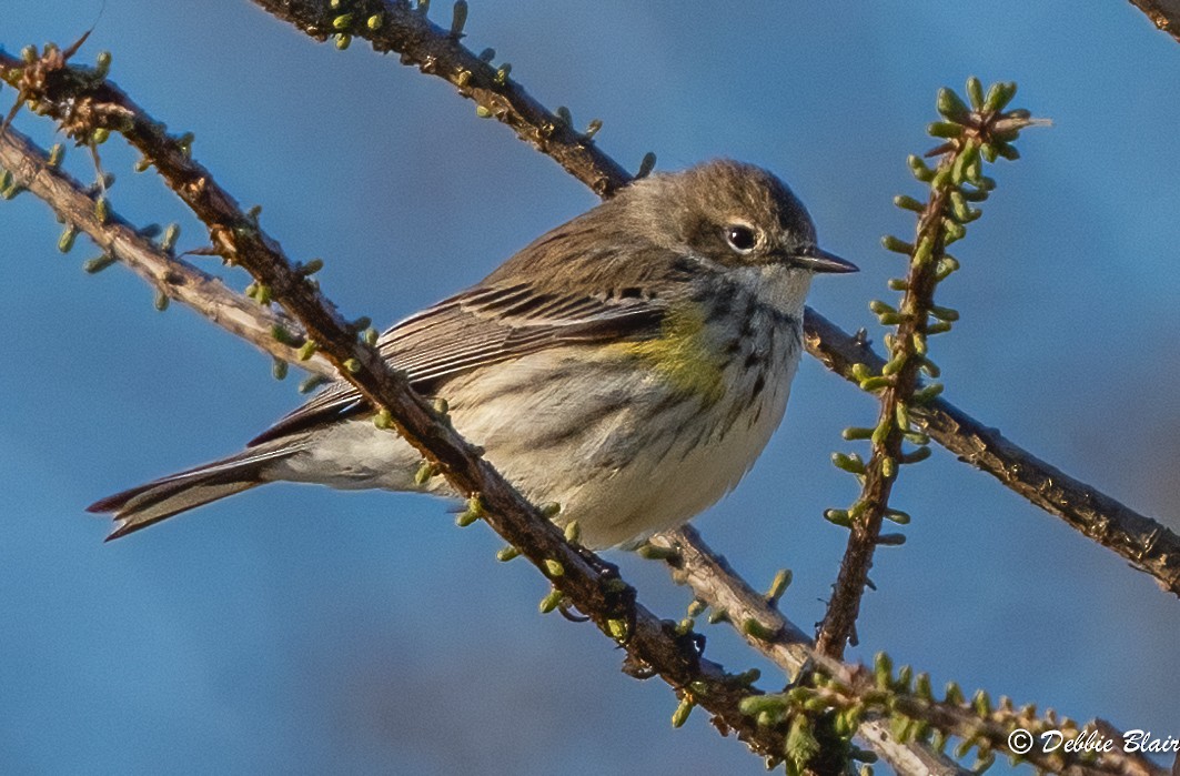 Yellow-rumped Warbler - ML616634684