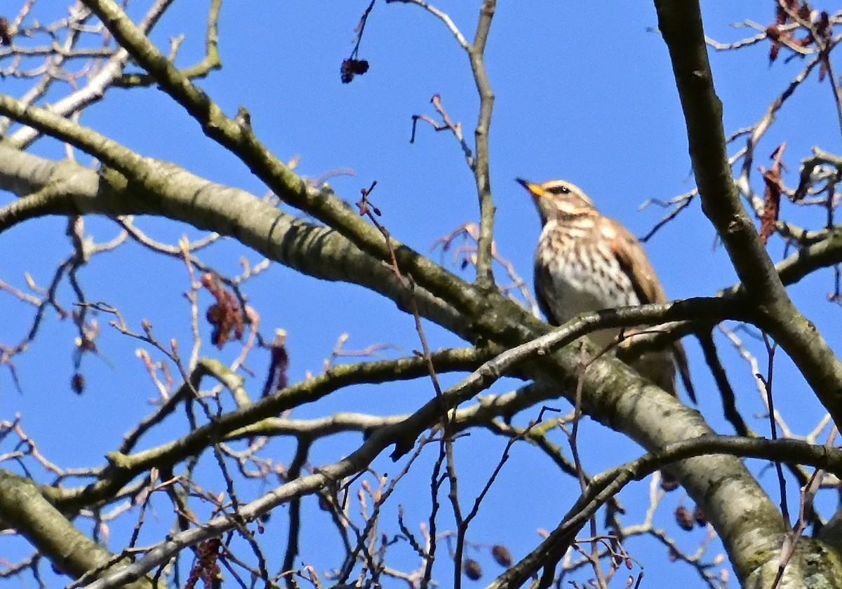 Redwing - ML616634685