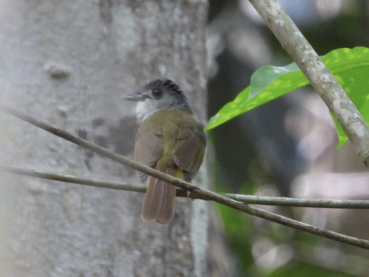 Yellow-bellied Bulbul - Joe Corcoran