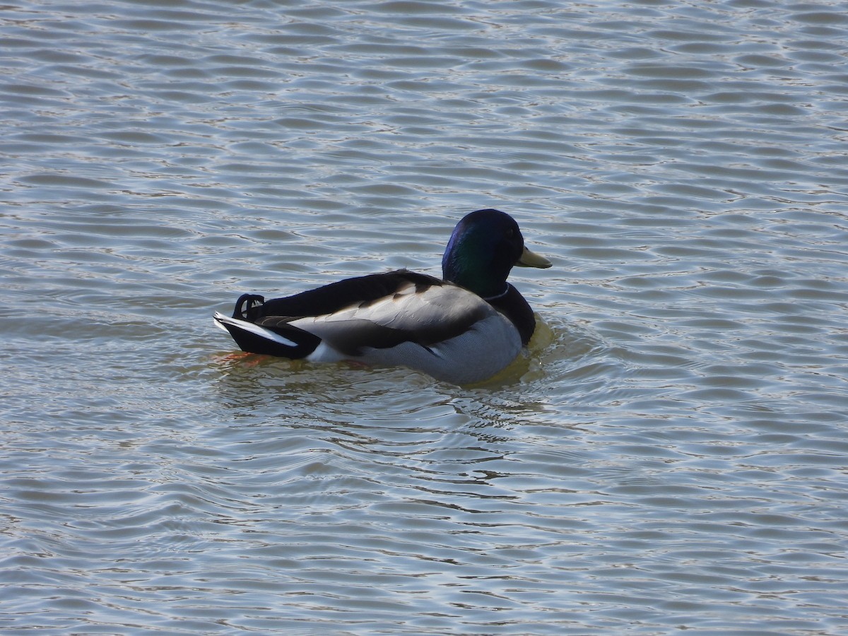 Canard colvert - ML616634702