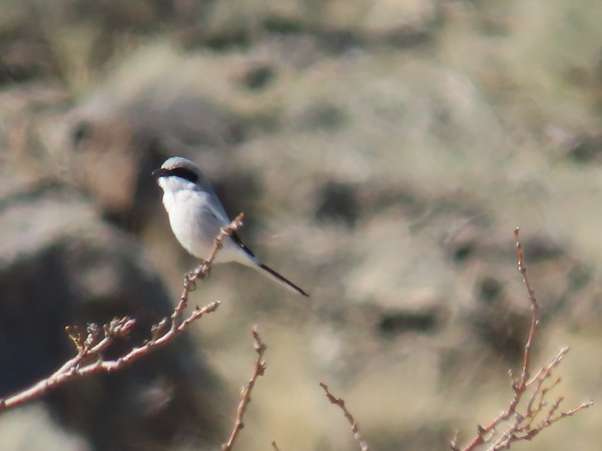 Loggerhead Shrike - Pat Weber