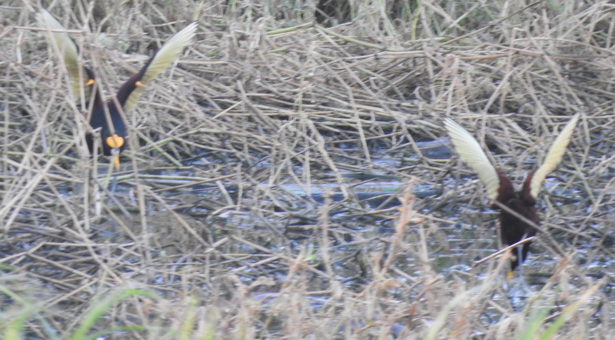 Jacana Centroamericana - ML616634860