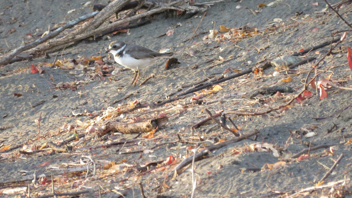 Semipalmated Plover - ML616634884