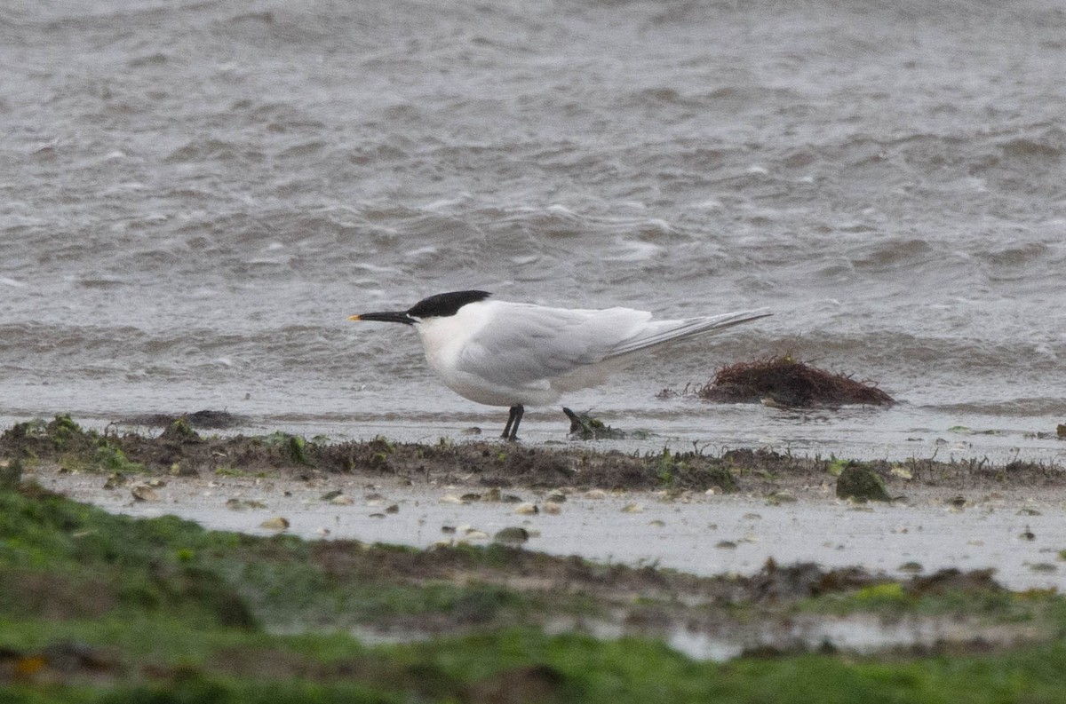 Sandwich Tern - ML616634898