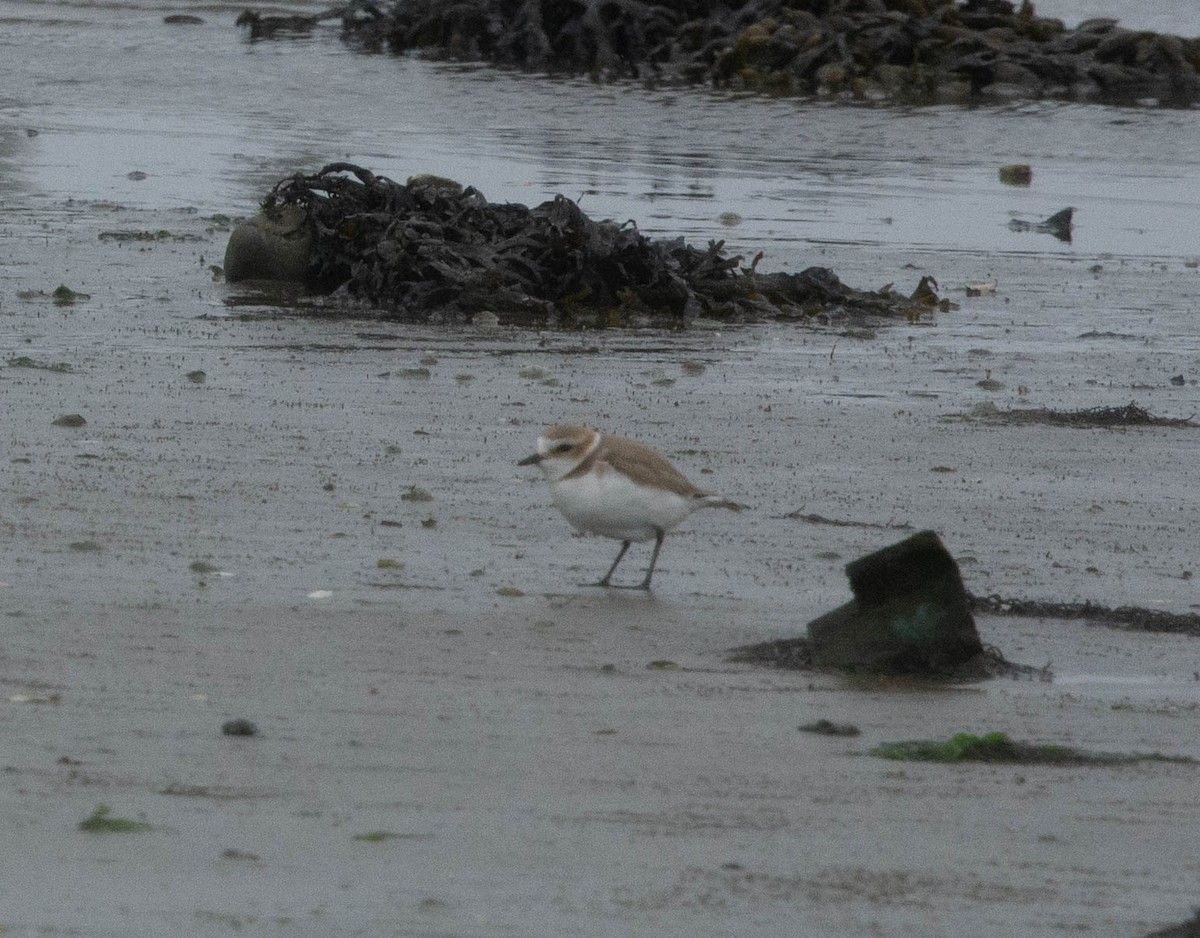 Kentish Plover - ML616634909