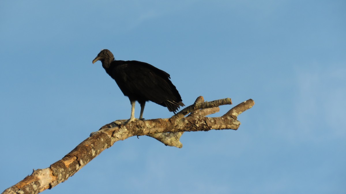 Black Vulture - ML616634943