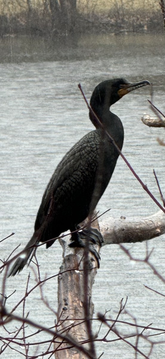 Double-crested Cormorant - ML616634953