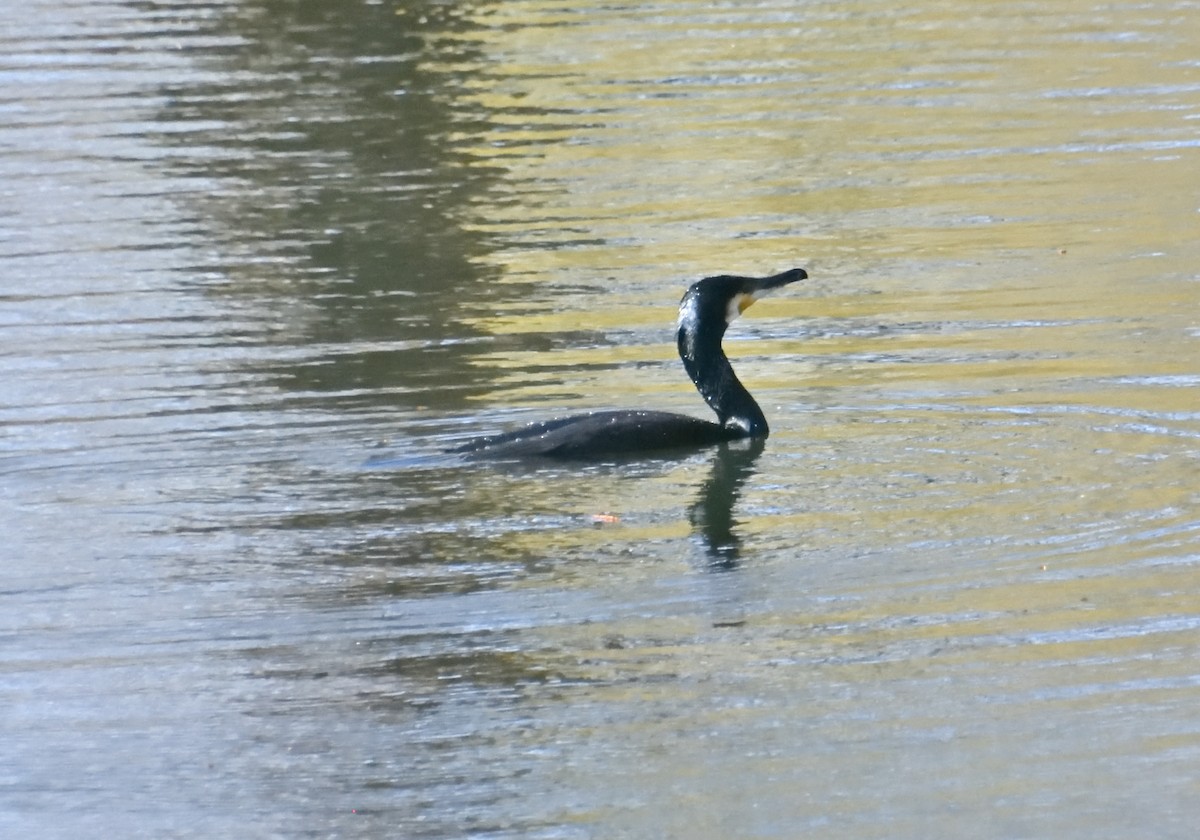 Great Cormorant - ML616635013