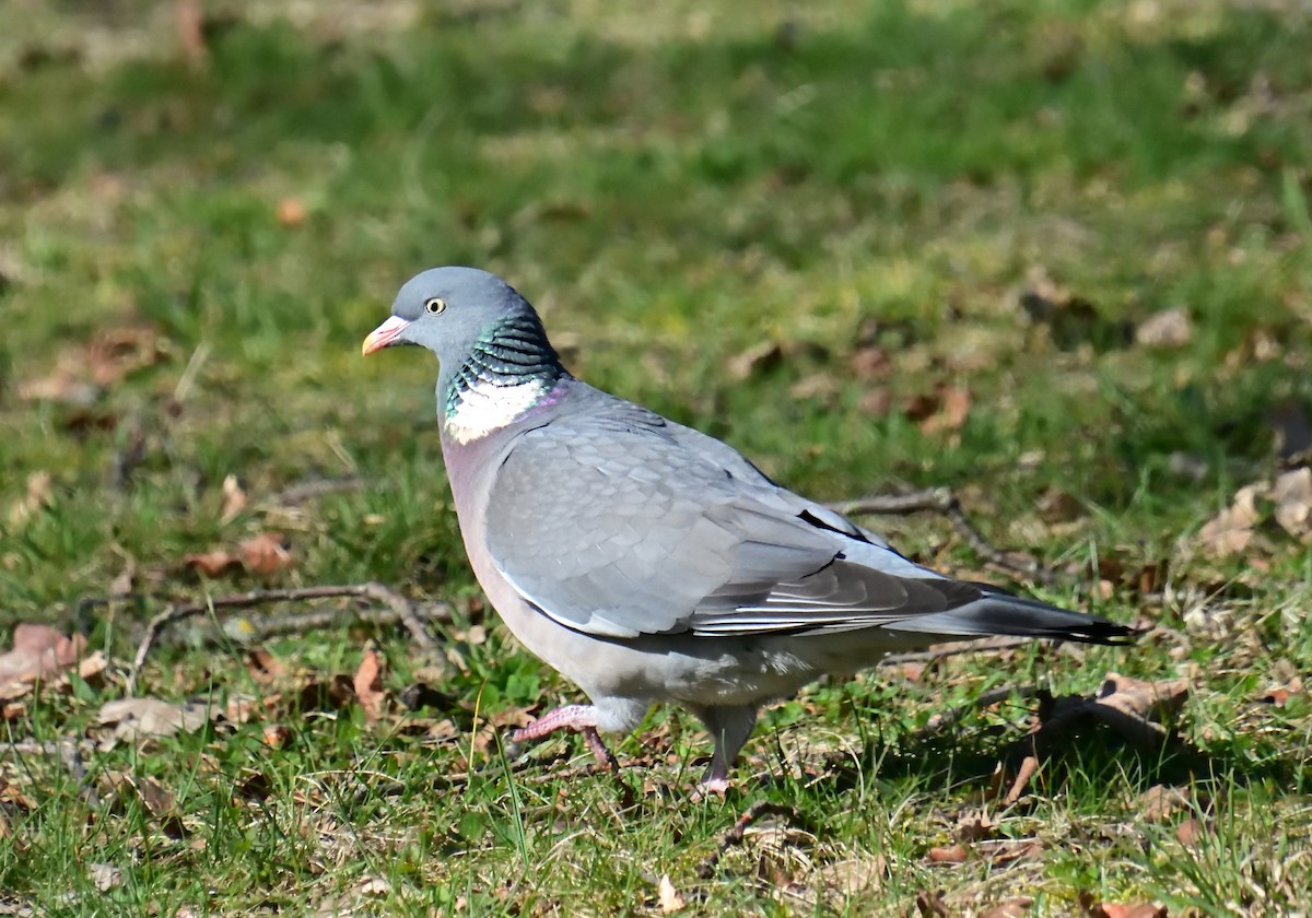Common Wood-Pigeon - ML616635021