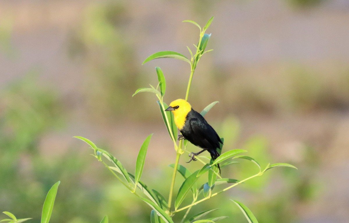 Yellow-hooded Blackbird - ML616635122