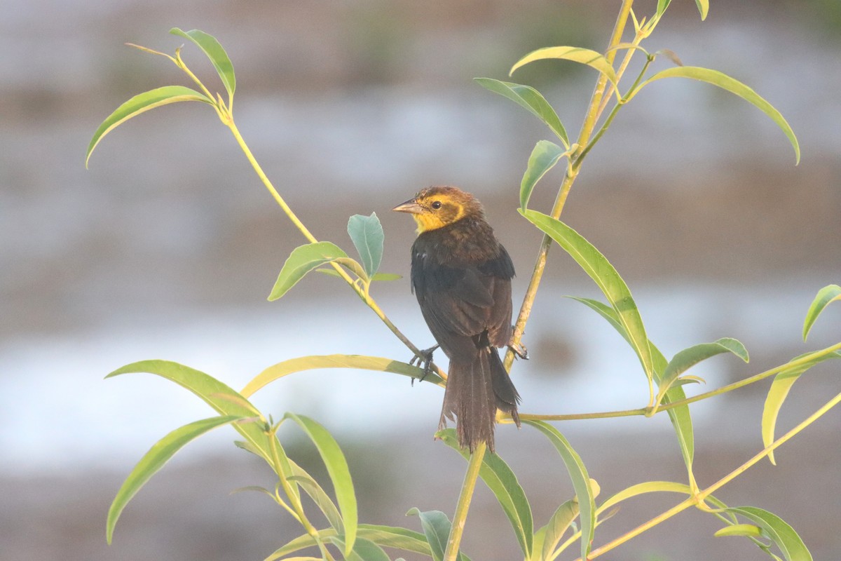 Yellow-hooded Blackbird - Henriette de Vries