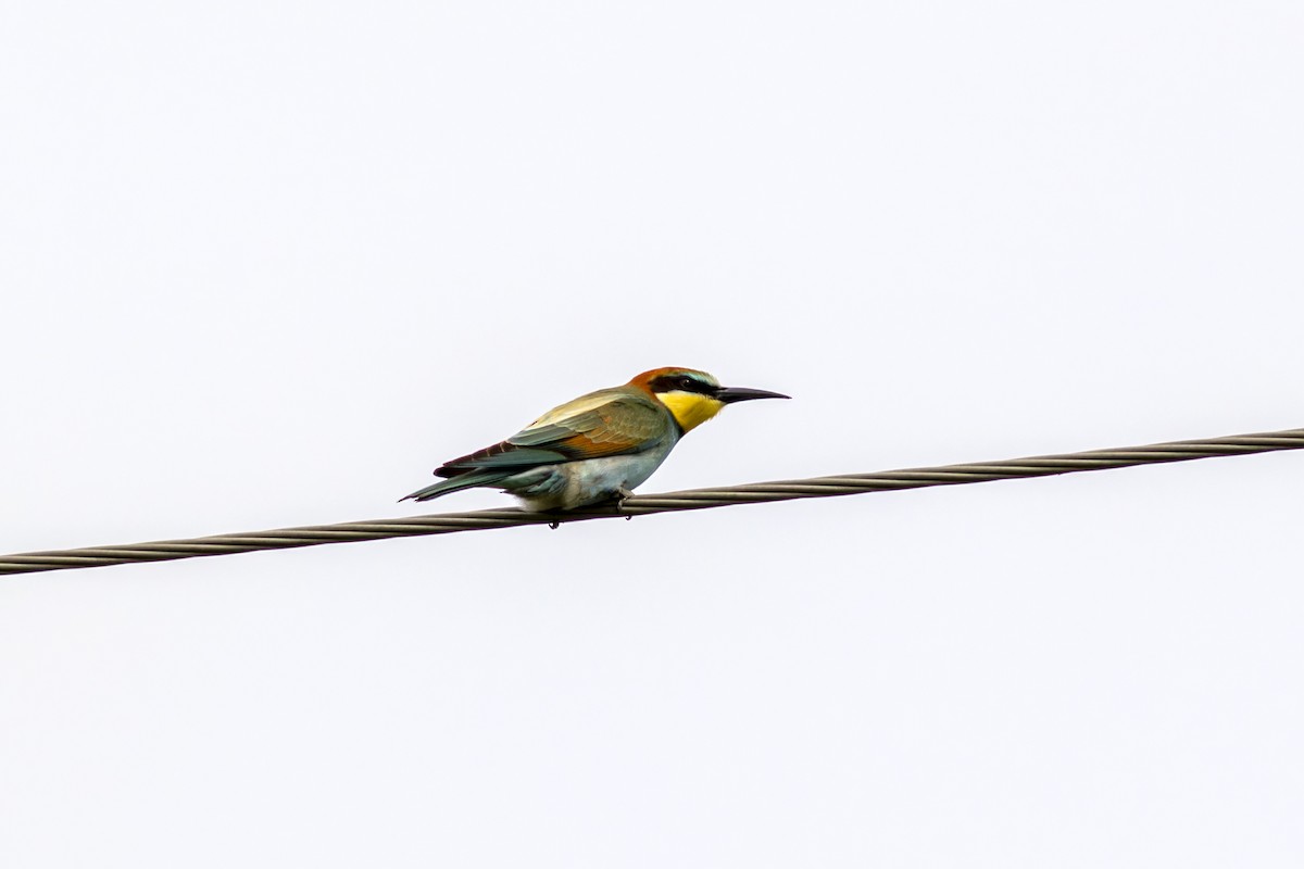 European Bee-eater - African Googre