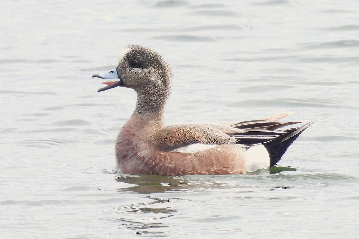 American Wigeon - ML616635200