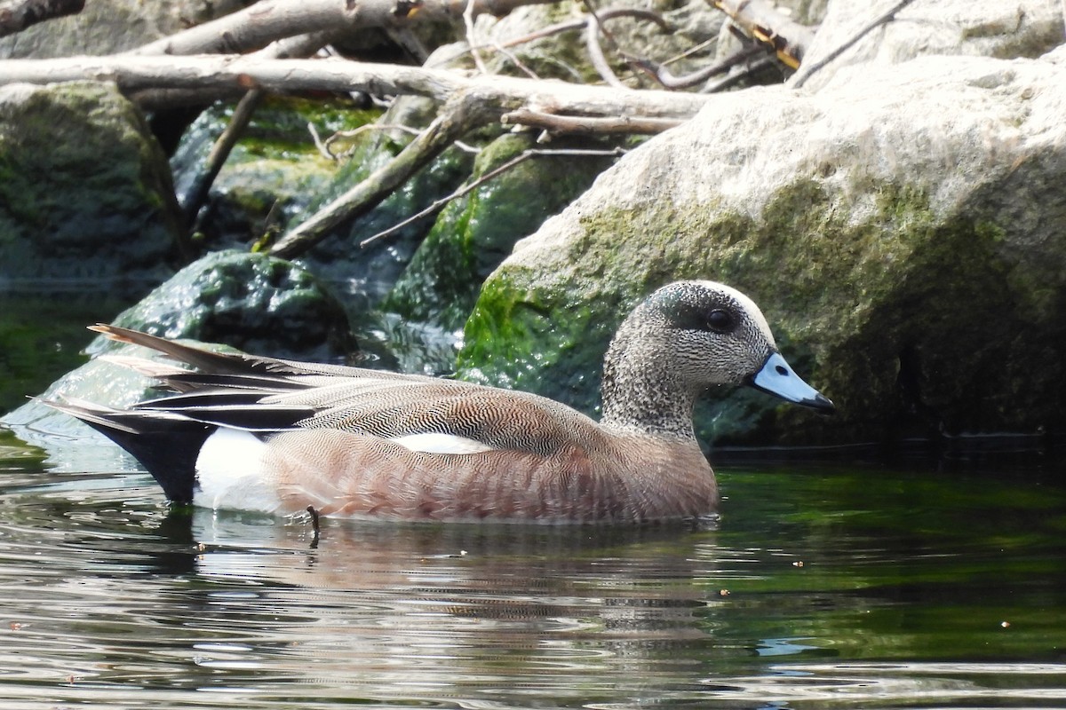 American Wigeon - ML616635203