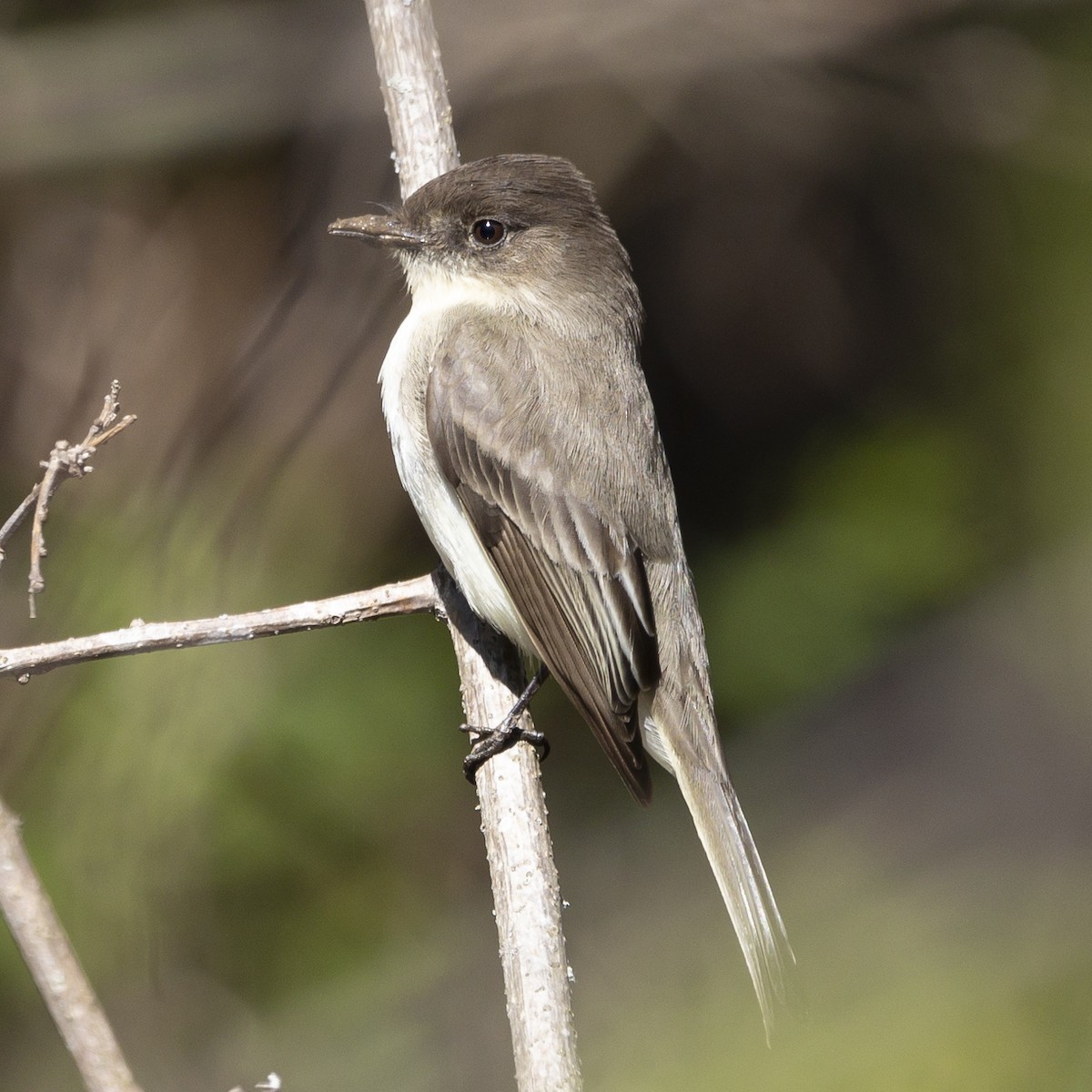 Eastern Phoebe - ML616635235