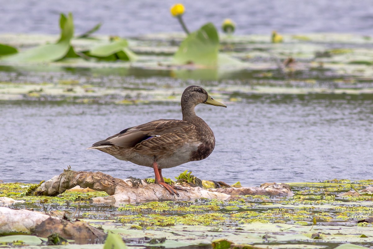 Mallard - African Googre