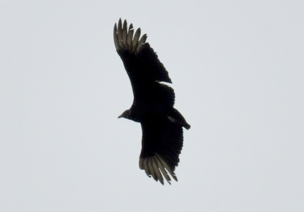Urubu noir - ML616635277