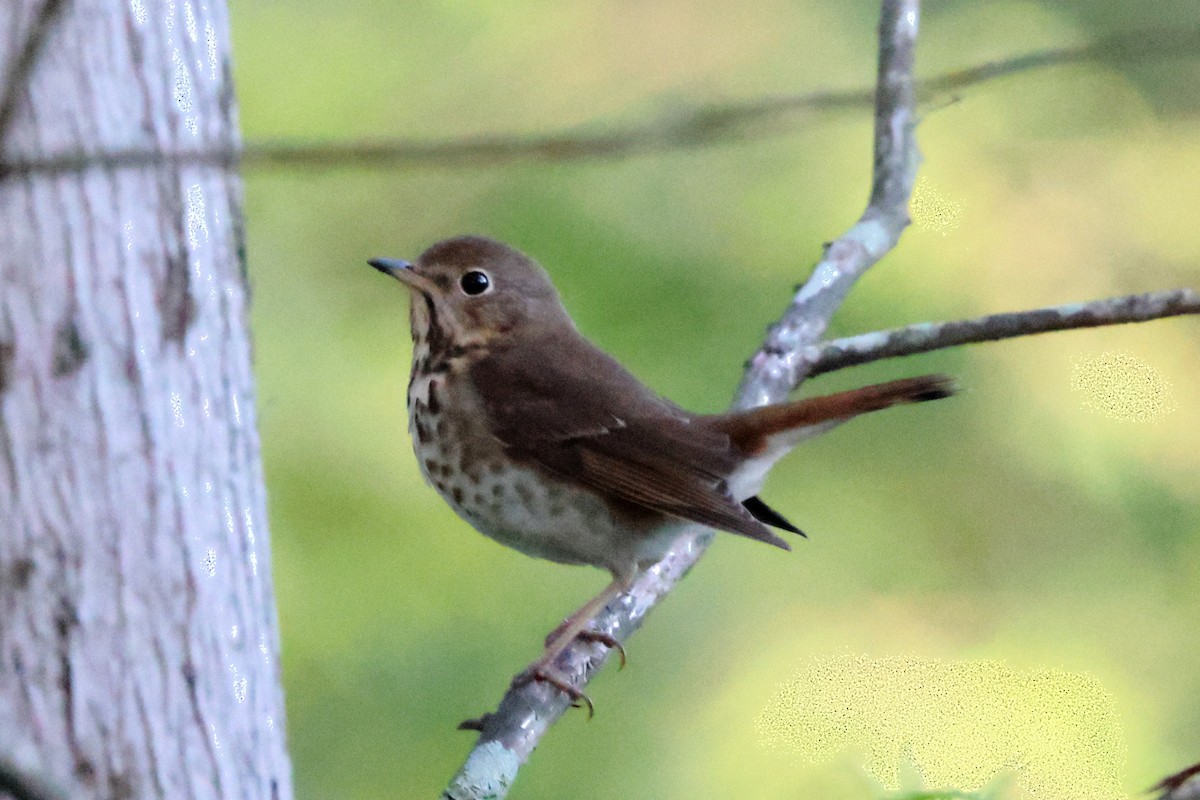 Hermit Thrush - James Wu