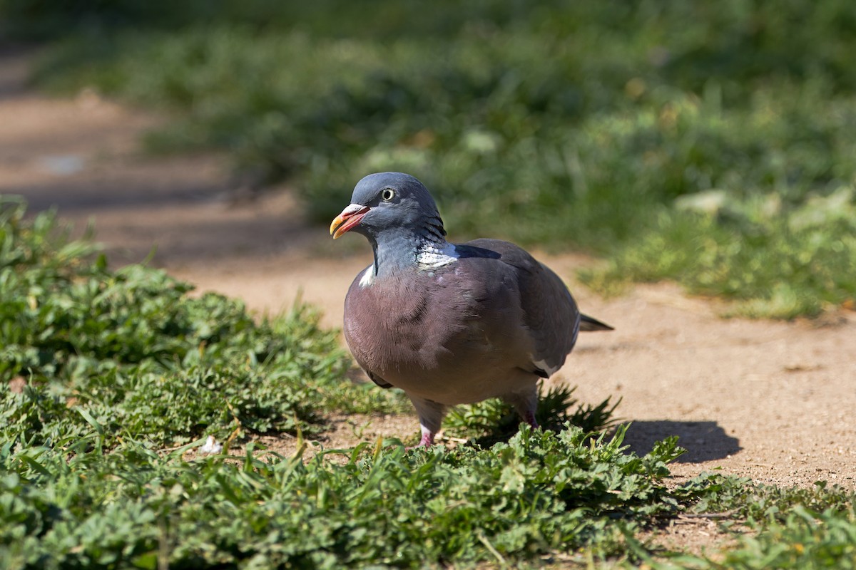 Common Wood-Pigeon - ML616635287