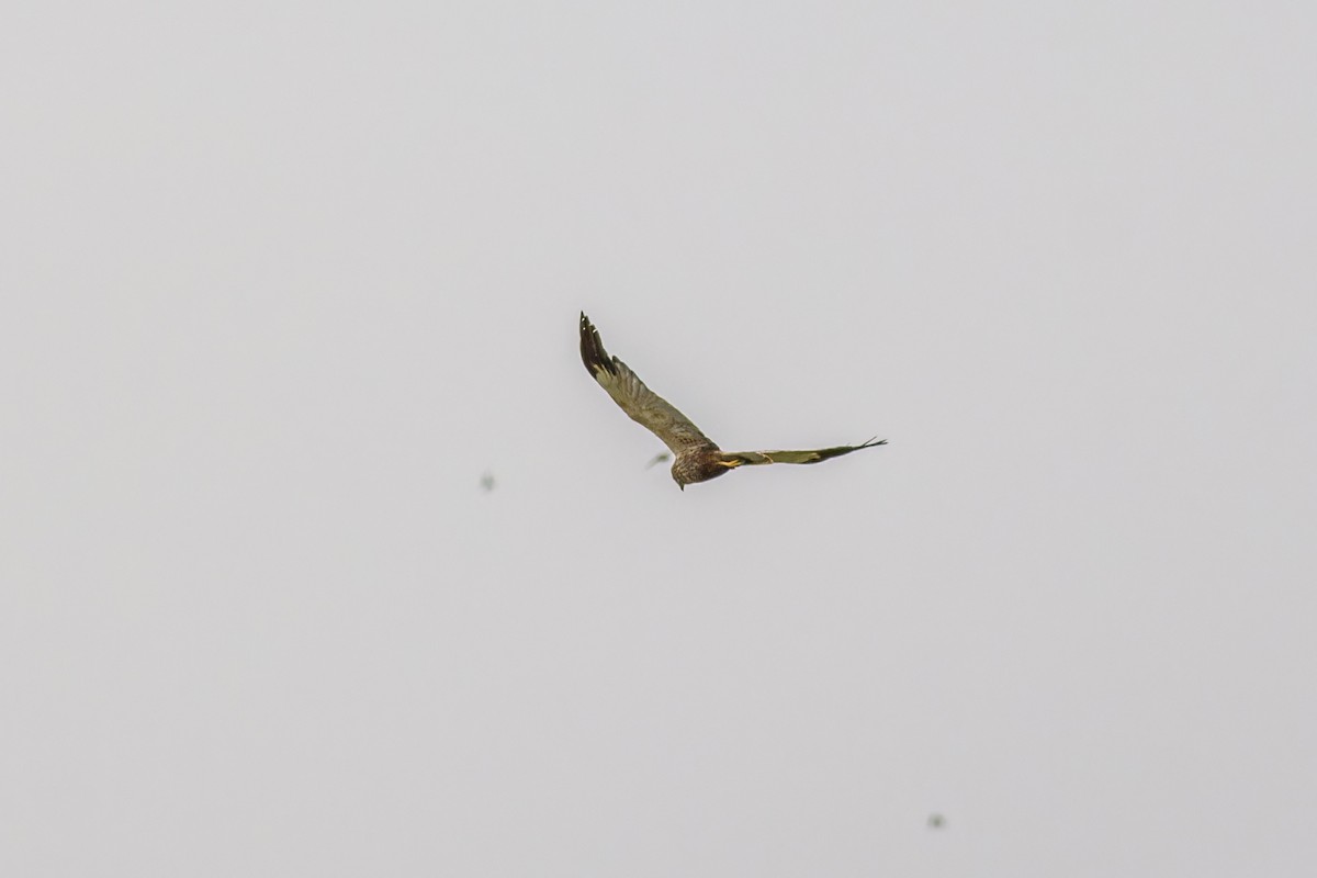 Western Marsh Harrier - African Googre