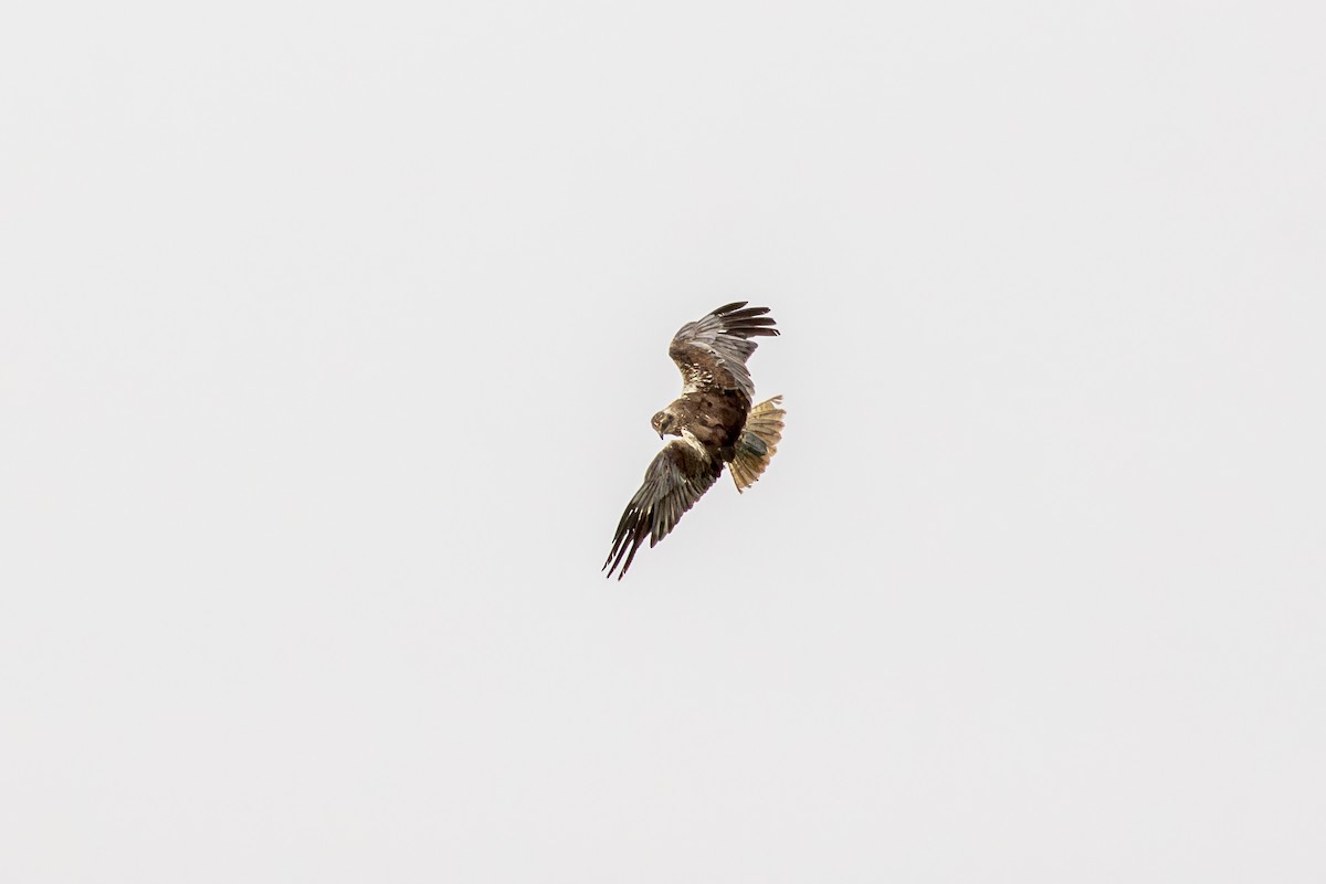 Western Marsh Harrier - ML616635333