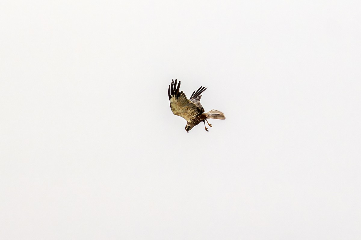 Western Marsh Harrier - ML616635335