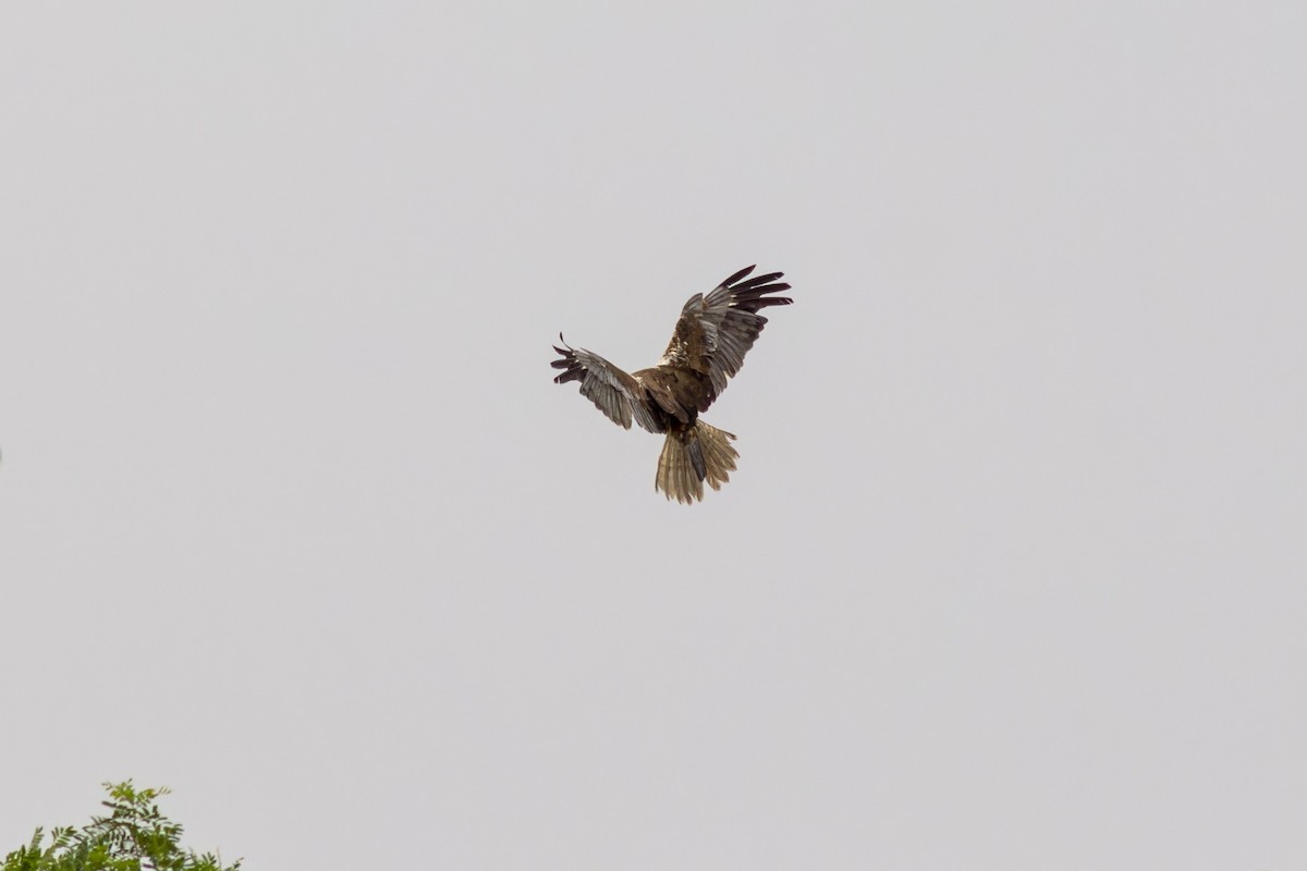 Western Marsh Harrier - ML616635337