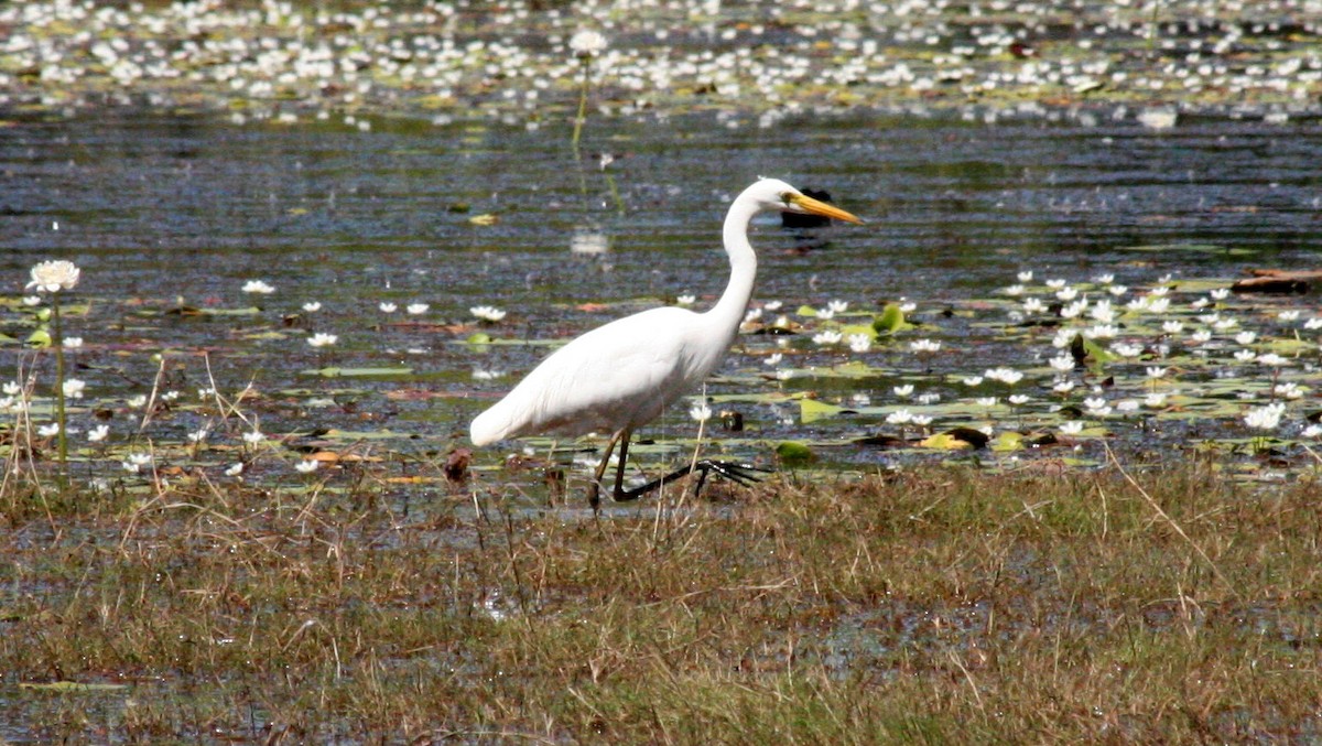 Great Egret - ML616635352