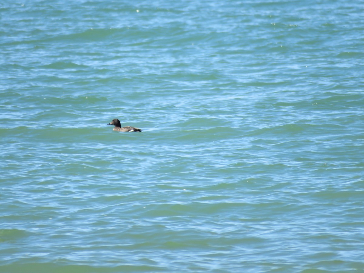 White-winged Scoter - ML616635385