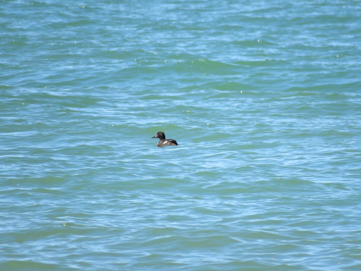 White-winged Scoter - ML616635386