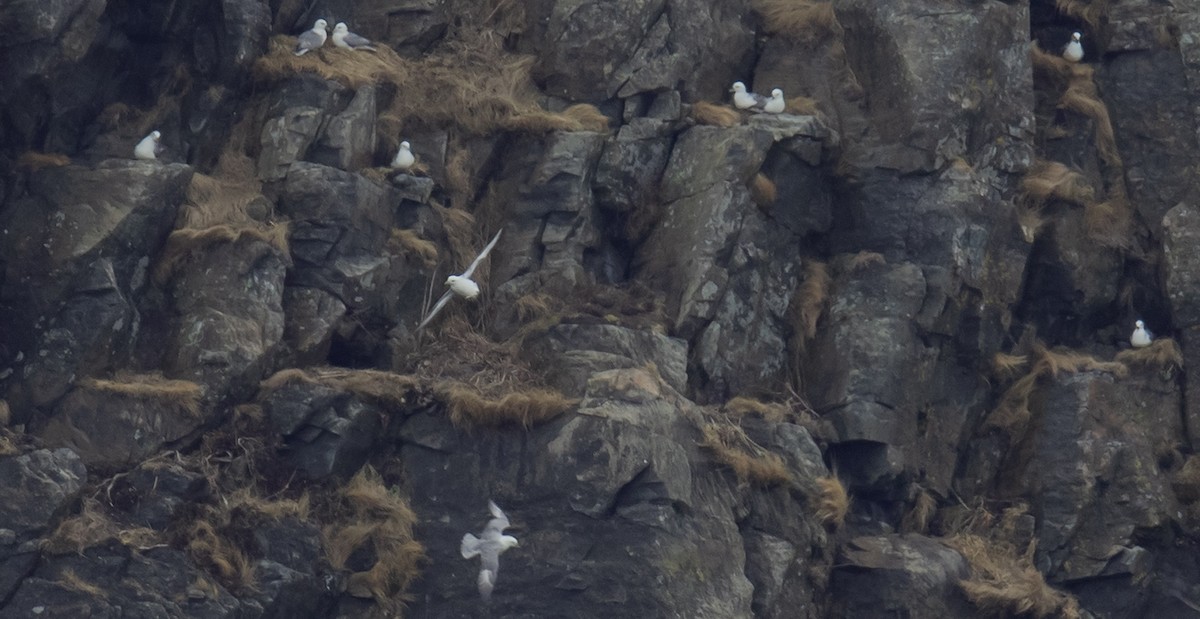 Northern Fulmar - ML616635416