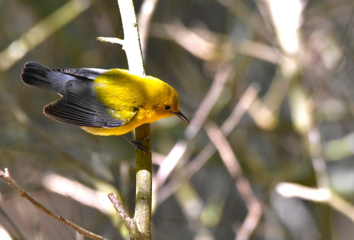 Prothonotary Warbler - ML616635454