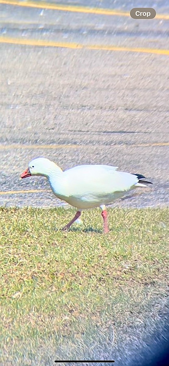 Ross's Goose - ML616635466