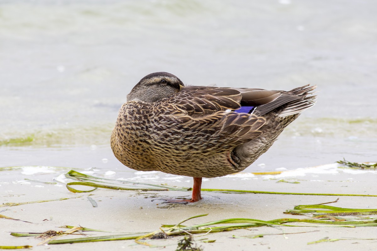 Canard colvert - ML616635499