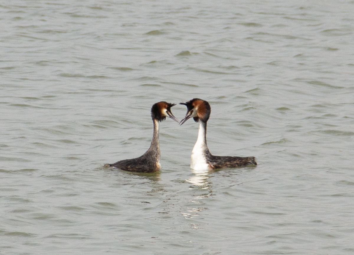 Great Crested Grebe - Yuhang mañé rodriguez