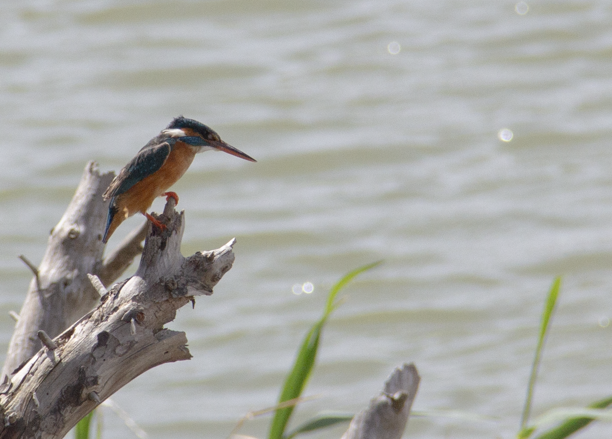 Common Kingfisher - Yuhang mañé rodriguez